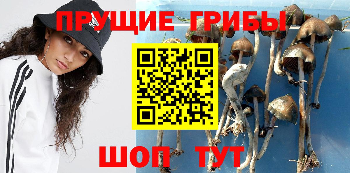 Галлюциногенные грибы Psilocybe  Вход с VPN  Пермь 